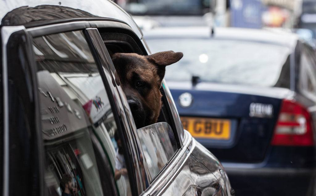 cane che guarda fuori dal finestrino di un'auto